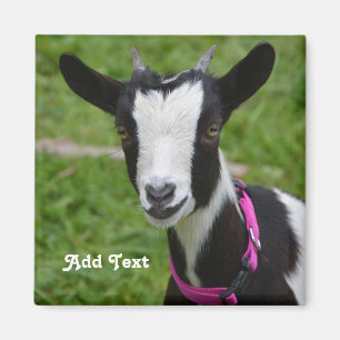 Personalized Black and White Dwarf Goat Magnet