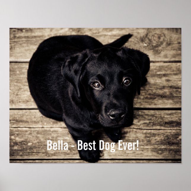 Personalized Black Lab Dog Photo and Dog Name Poster (Front)