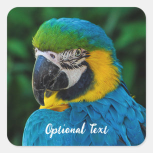 Personalized Blue and Yellow Macaw Parrot Square Sticker