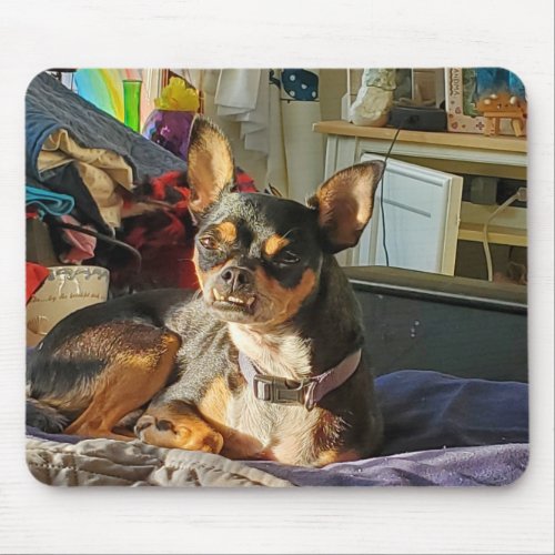 Personalized Chihuahua Dog Photo   Mouse Pad