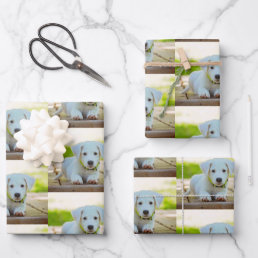 Personalized custom pet photo wrapping paper sheets