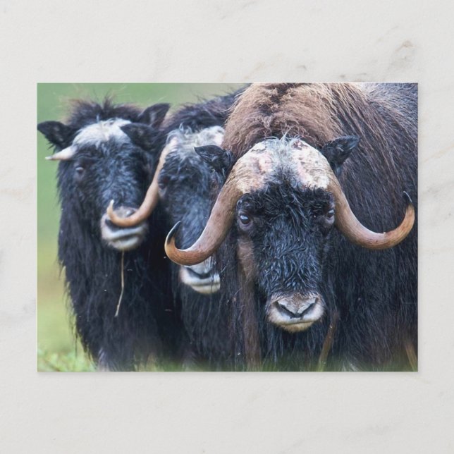 Personalized Custom Your Own Photo & Text Postcard (Front)