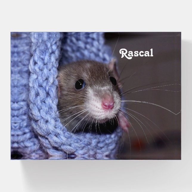 Personalized Cute Baby Pet Rat Paperweight (Front)