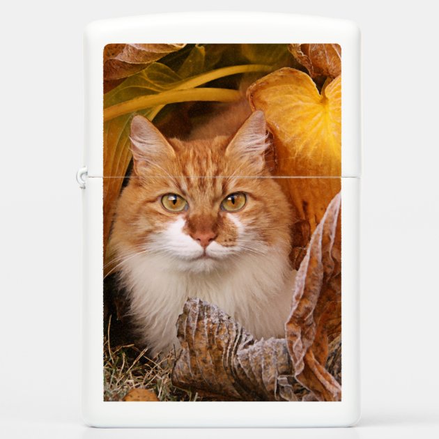 Personalized Cute Cat Zippo Lighter | Zazzle