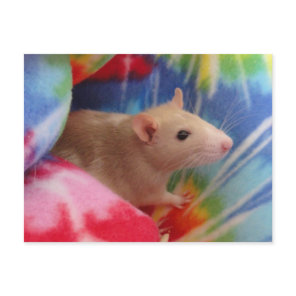Personalized Cute Dumbo Rat Photo Postcard