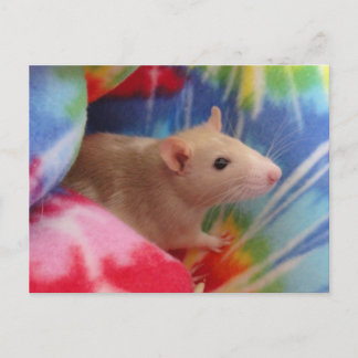Personalized Cute Dumbo Rat Photo Postcard