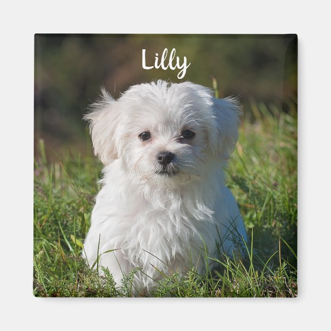Personalized Cute Fluffy White Maltese Puppy Dog Magnet (Front)
