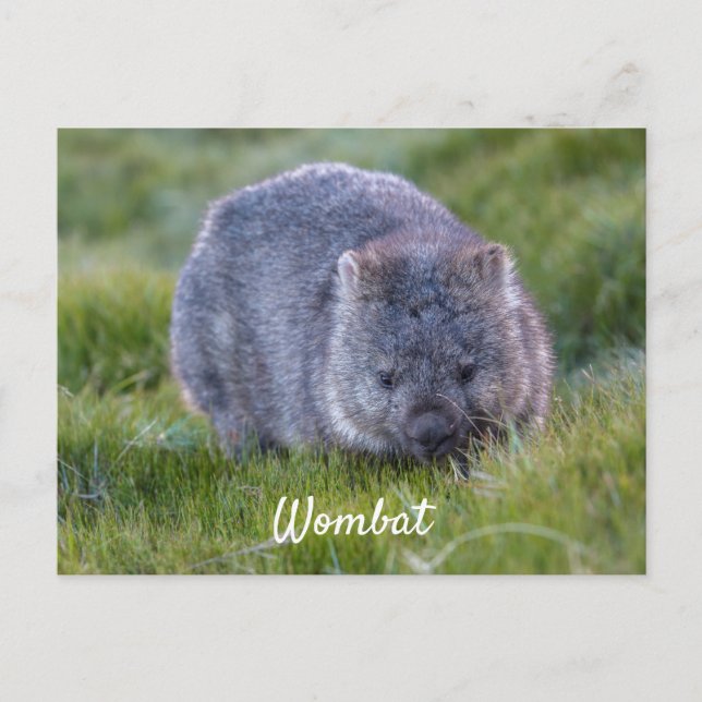 Personalized Cute Wombat Animal Tasmania Australia Postcard (Front)