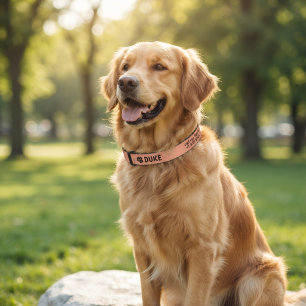 Personalized Dog ID Collar with Name