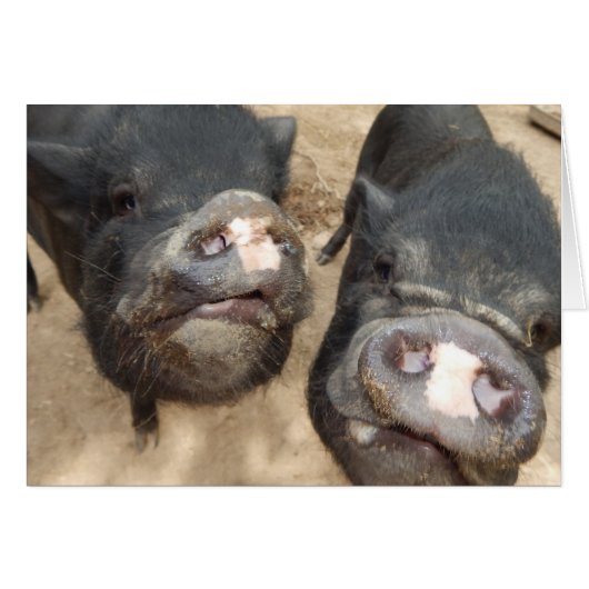 Personalized Double Snouts Black Mini Pigs Cards (Front Horizontal)