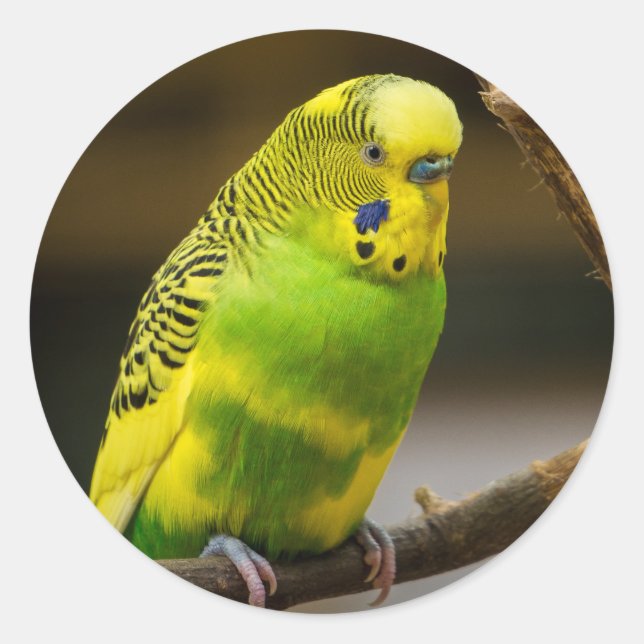 Personalized English Budgie Parakeet Classic Round Sticker (Front)