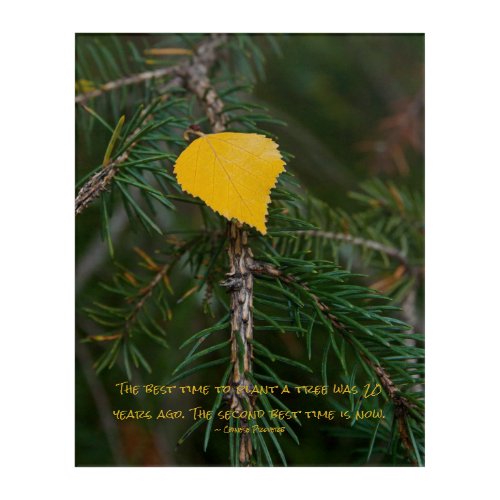 Personalized Fall Aspen Leaf Evergreen Tree Photo Acrylic Print