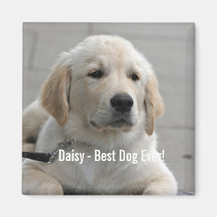 Personalized Golden Retriever Dog Photo and Name Magnet