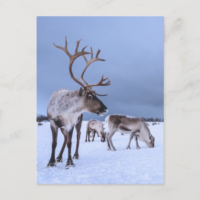 Personalized Grazing Reindeer Photo Postcard (Front)