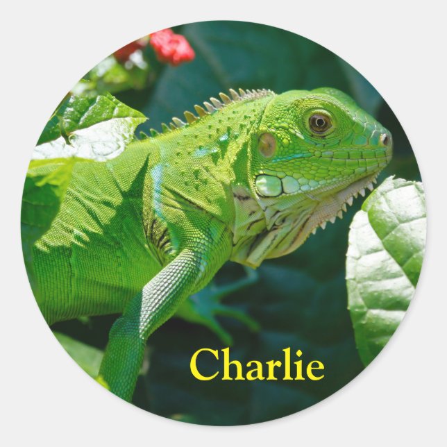 Personalized Green Iguana Lizard Classic Round Sticker (Front)