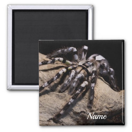 Personalized Indian ornamental tarantula Magnet