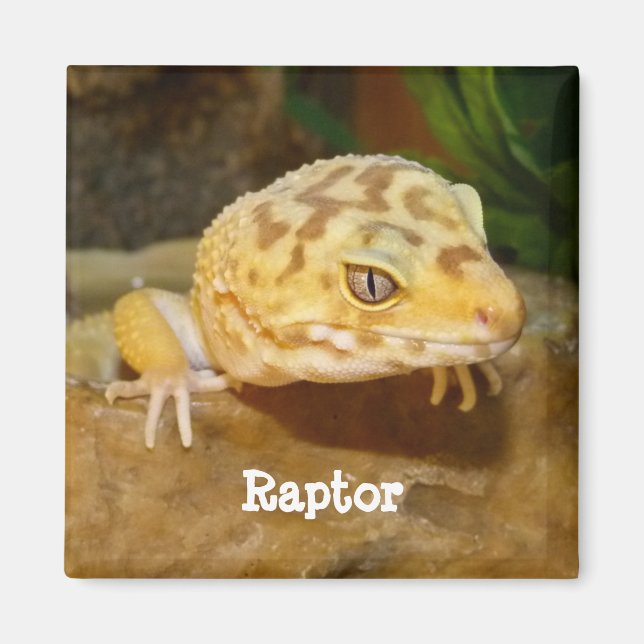 Personalized Leopard Gecko Lizard Magnet (Front)