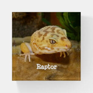 Personalized Leopard Gecko Lizard Paperweight