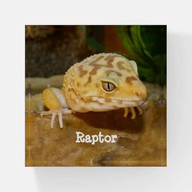 Personalized Leopard Gecko Lizard Paperweight (Front)