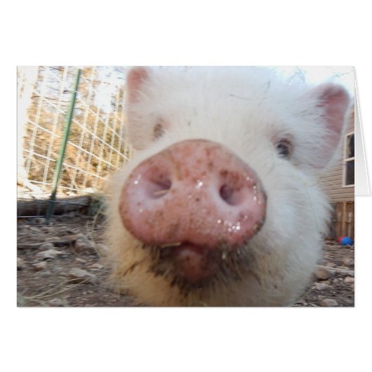 Personalized Mini Pig Snout Cards (Front Horizontal)