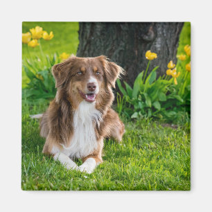 Personalized Modern Australian Shepherd Dog Photo Magnet