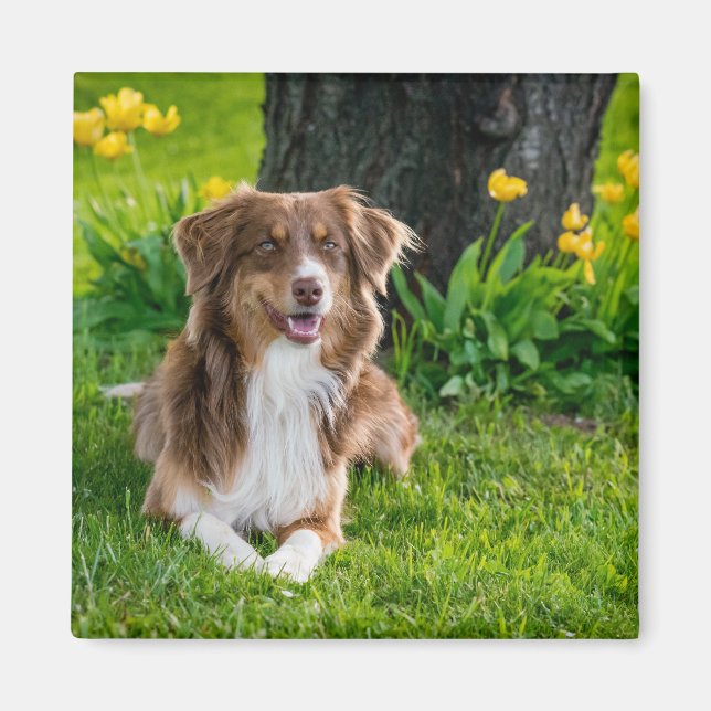 Personalized Modern Australian Shepherd Dog Photo Magnet (Front)