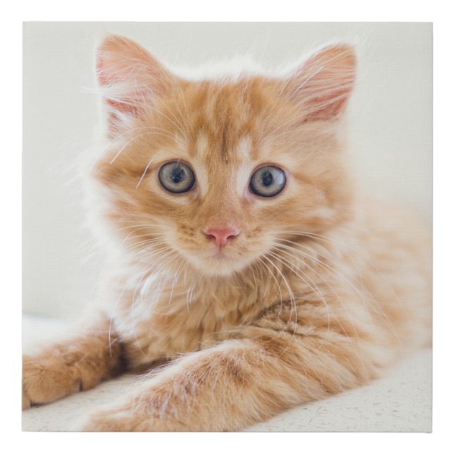 Personalized Pet Cat Custom Photo Faux Canvas Print (Front)