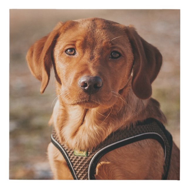 Personalized Pet Dog Custom Photo Faux Canvas Print (Front)