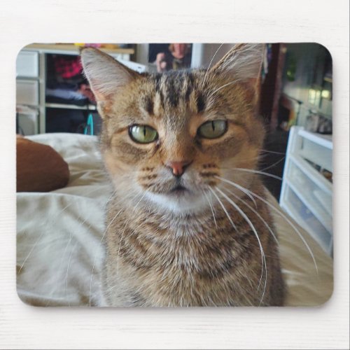 Personalized Pet Kitten Cat Photo    Mouse Pad