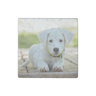 Personalized Pet Photo  Stone Magnet