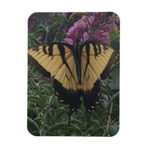 Personalized Photo Yellow and Black Butterfly Magnet
