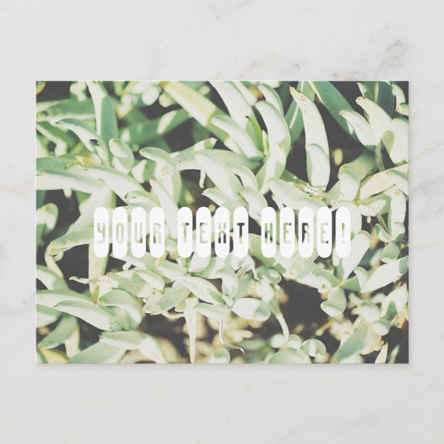Personalized Postcard with funky pale green plants (Front)