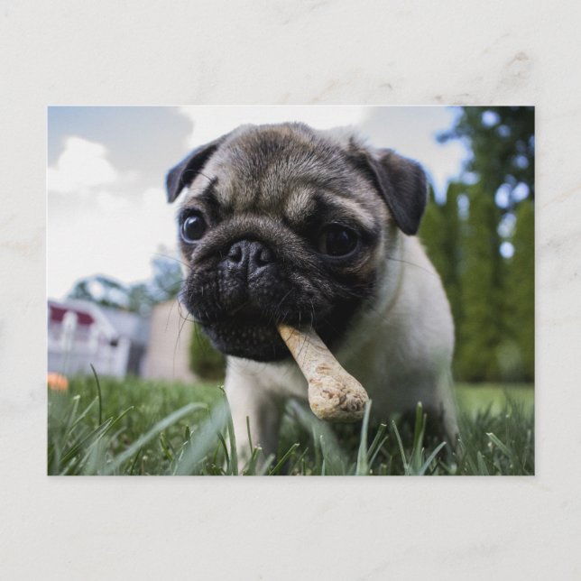 Personalized Pug Dog Photo and Name Postcard (Front)