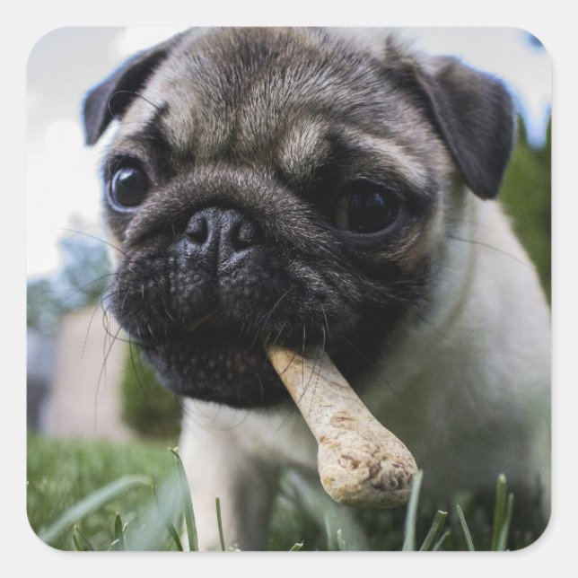 Personalized Pug Dog Photo and Name  Square Sticker (Front)