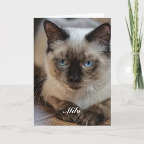 Personalized Ragdoll Cat Photo and Name Card