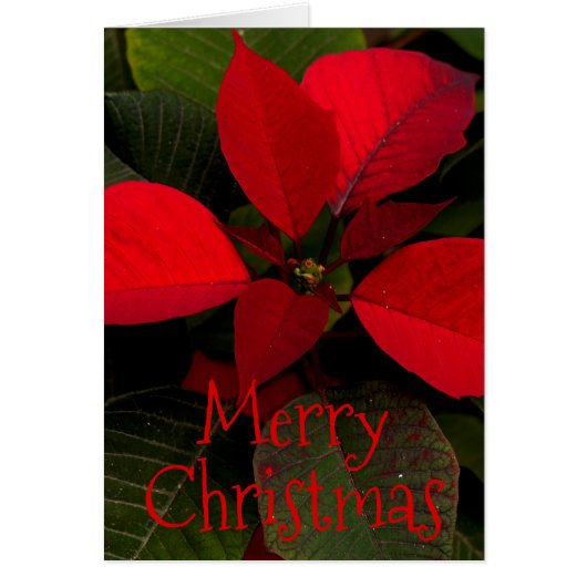 Personalized Red Poinsettia Leaf (Front)