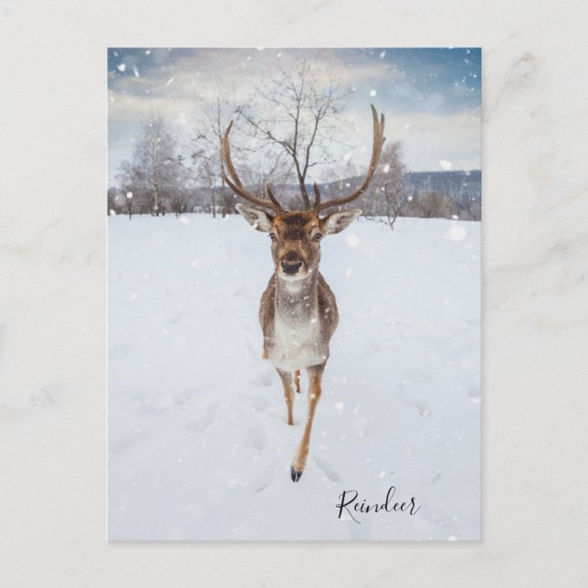 Personalized Reindeer Photo Postcard (Front)