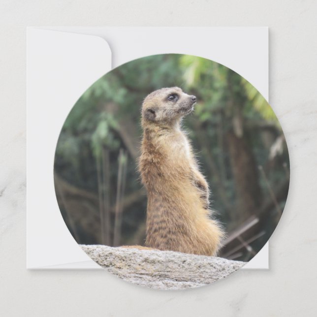 Personalized Round Meerkat Greeting Card (Front)