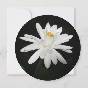 Personalized Round White Water Lily Floral Card