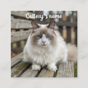 Personalized Square Business Card For Cattery 