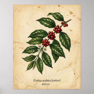 Personalized Vintage Coffee Plant Botanical Poster
