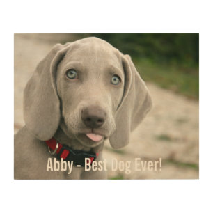 Personalized Weimaraner Dog Photo and Dog Name Wood Wall Decor