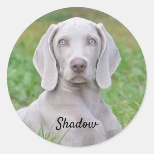 Personalized Weimaraner Puppy Dog  Classic Round Sticker