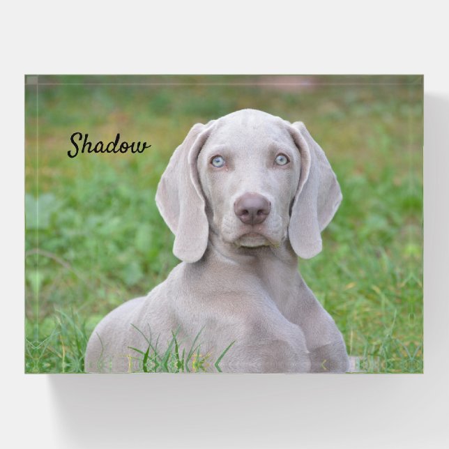 Personalized Weimaraner Puppy Dog Paperweight (Front)
