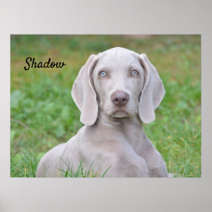 Personalized Weimaraner Puppy Dog Poster
