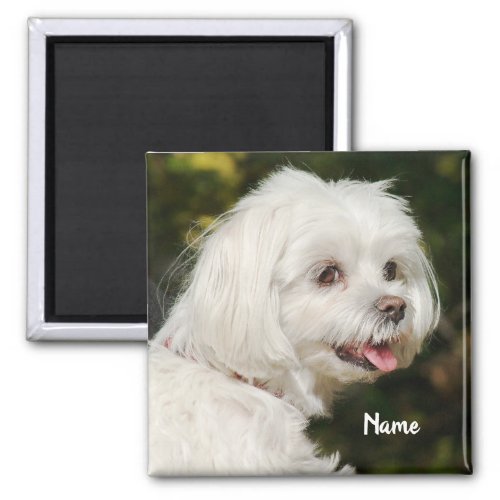 Personalized White Maltese Puppy Dog Magnet