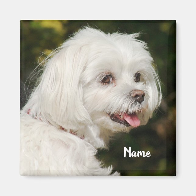 Personalized White Maltese Puppy Dog Magnet (Front)