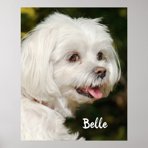 Personalized White Maltese Puppy Dog Poster