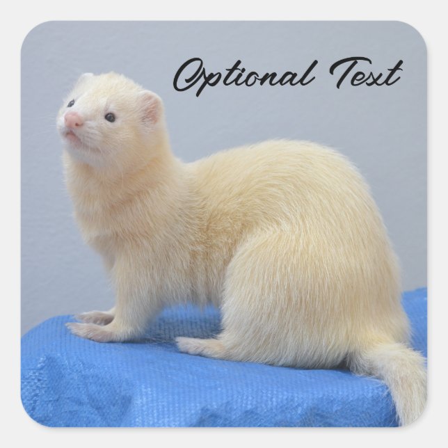 Personalized White Pet Ferret Square Sticker (Front)