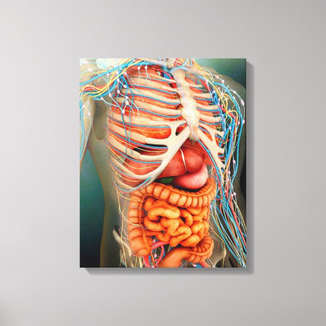 Perspective View Of Human Body, Whole Organs Canvas Print (Front)